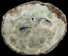 Araucaria Petrified Wood Slab - x #6774-6